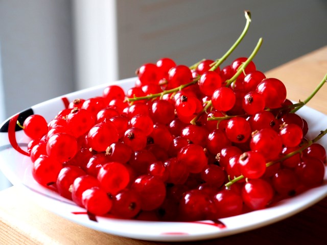Trồng[-]Ribes[-]rubrum[-](nho[-]đỏ)[-]trị[-]rối[-]loạn[-]tiền[-]mãn[-]kinh